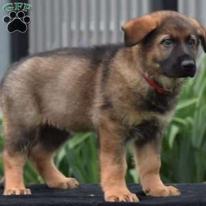 Moe, German Shepherd Puppy